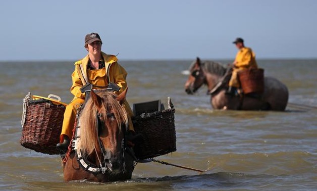 Belgian shrimp fishermen ride their horses in the sea in the coastal town of Oostduinkerke, Belgium July 29, 2019. REUTERS/Yves Herman

