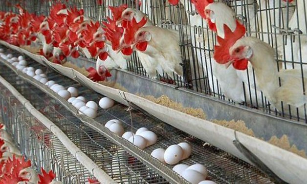 Poultry - CC via Wikimedia Commons/Bharat509