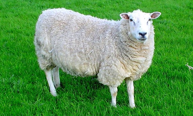 Lleyn sheep - CC via Wikimedia Commons/Jackhynes 