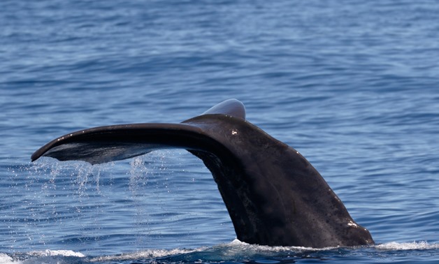Whale- CC via Flickr/ Ed Dunens