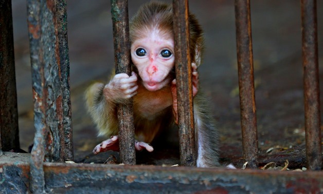 Monkey in cage at Giza Zoo - Photo by Mahed Eskander/Egypt Today