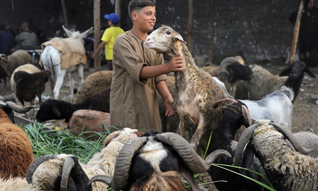 A boy waits for customers at a cattle market in Al Manashi village, ahead of the Muslim festival of sacrifice Eid al-Adha, in Giza, on the outskirts of Cairo, Egypt August 8, 2019. REUTERS/Mohamed Abd El Ghany