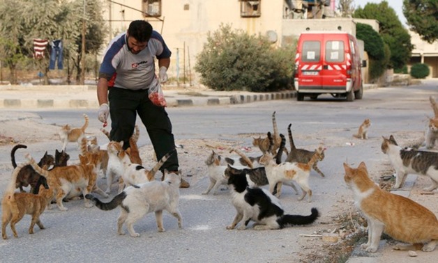 Cats flock to be fed in Egypt – Reuters