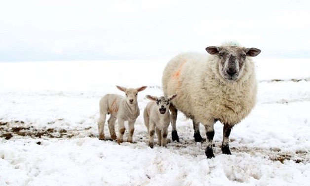 A sheep and her lambs are pictured on a snow covered field in the hills of Domore, Northern Ireland - AFP