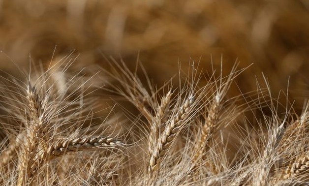 Ears of wheat are seen in a field near the village of Zhovtneve, Ukraine, July 14, 2016. REUTERS/Valentyn Ogirenko

