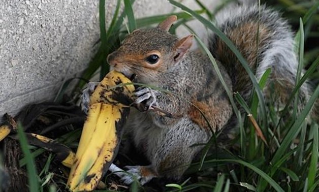 US park rangers debunk myth on tossing banana peels, apple cores