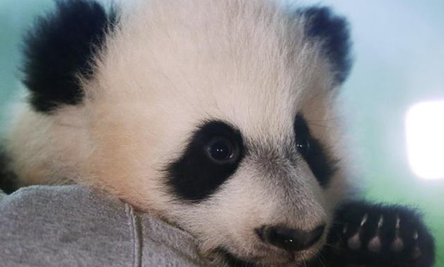 FILE PHOTO: Giant Panda cub Bei Bei is shown to the media at the Smithsonian National Zoo in Washington, December 16, 2015. Bei Bei is four months old and weighs 17 pounds. REUTERS/Gary Cameron

