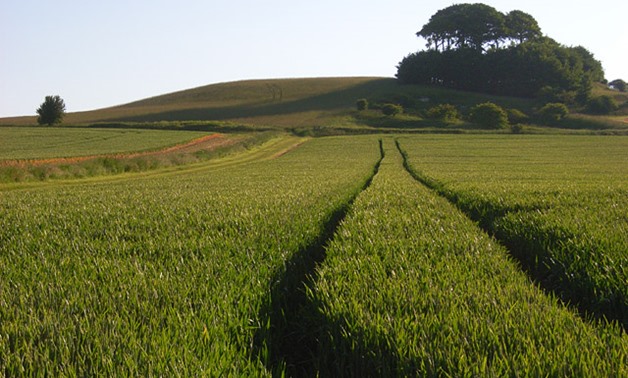 Wheat below Woodborough Hill, UK - Geograph
