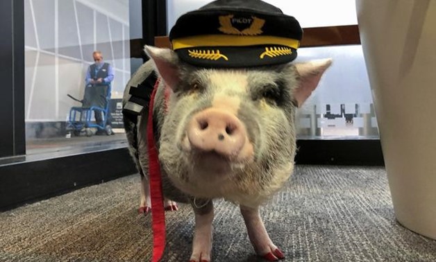 World’s first airport therapy pig hogs the limelight at San Francisco airport - Reuters