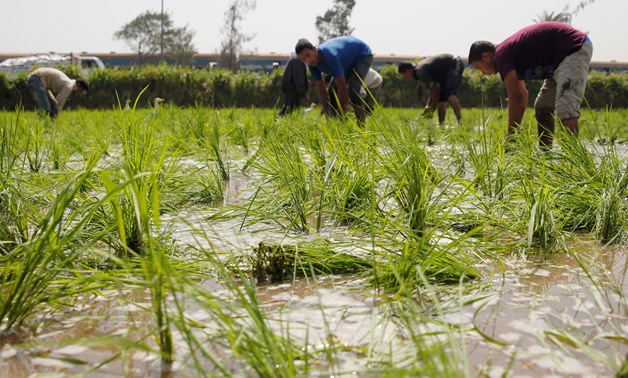 Labourers transplant rice seedlings in a paddy field in Qalyub, in the El-Kalubia governorate, northeast of Cairo, Egypt June 1, 2016. Picture taken June 1, 2016. To match Interview EGYPT-WHEAT/ REUTERS/Amr Abdallah Dalsh
