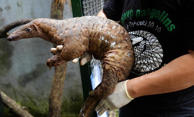 Vietnam seizes two tonnes of ivory and pangolin scales