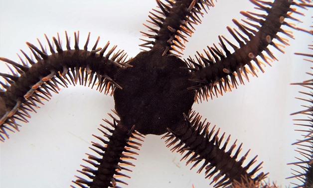 A red brittle star, Ophiocoma wendtii, is seen in this image released on January 2, 2020. Lauren Sumner-Rooney/Handout via REUTERS. A cousin of the sea star and sea cucumber, this species that lives among the coral reefs of the Caribbean is one of two kno