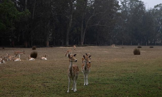 Deer are seen at the Mogo Zoo in the village of Mogo, Australia, January 8, 2020. REUTERS/Alkis Konstantinidis
