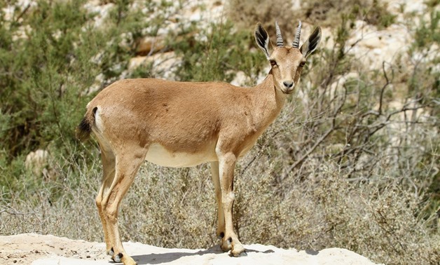 Nubian ibex by Greg Schechter via flickr