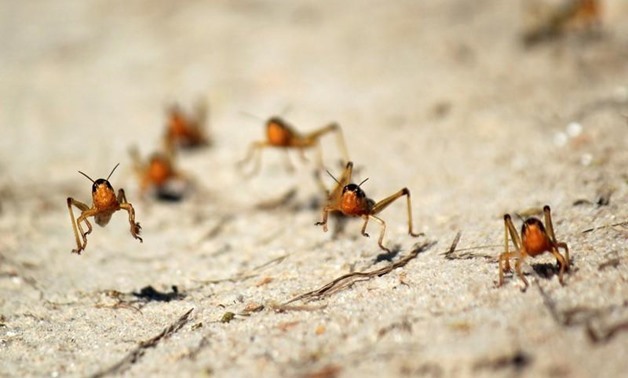 FILE PHOTO: Locusts are seen in the Menabe region of western Madagascar, March 29, 2013. REUTERS/Clarel Faniry Rasoanaivo/File Photo
