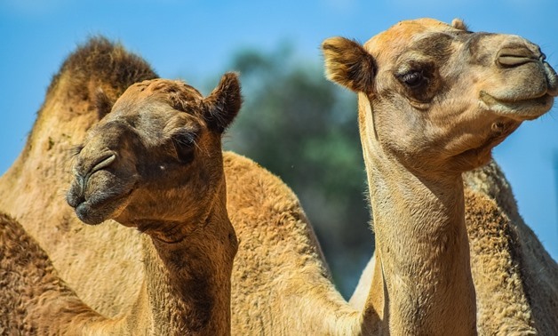 Camels - CC via Pixabay/dimitrivetsikas
