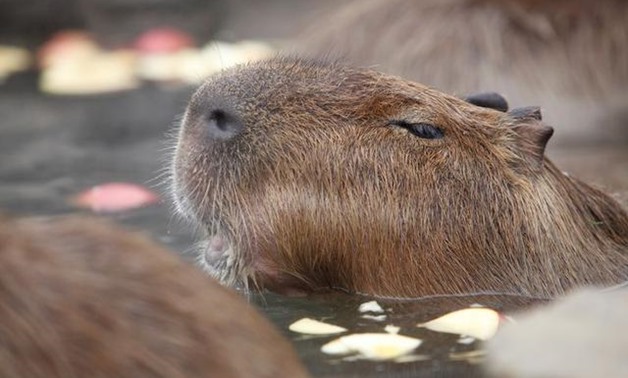 Capybaras sit inside a hot tub full of apples at Izu Shaboten Zoo in Ito, Japan February 1, 2020. Picture taken February 1, 2020. REUTERS/Sakura Murakami
