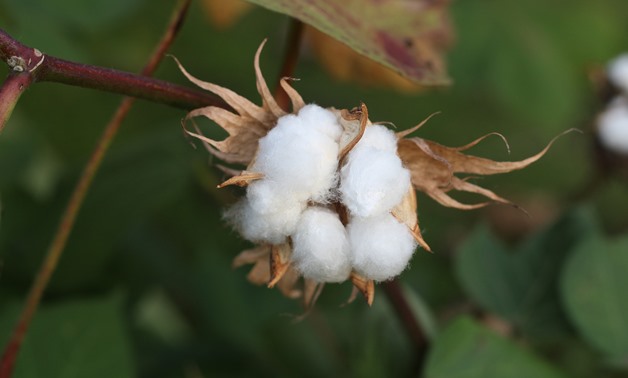 Cotton - CC via Pixabay/pianweizhuannong