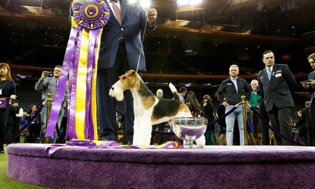 Puppies and older pooches face tough odds to win Westminster glory