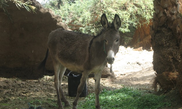 Egyptian donkey- CC via Flickr/ Jerome Bon
