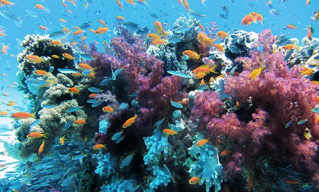 Coral Reefs- CC via Pxfuel