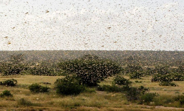  locust swarms - reuters