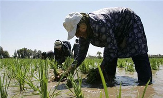A laborer transplants rice seedlings in a paddy field in the Nile Delta town of Kafr Al-Sheikh, north of Cairo (Reuters)