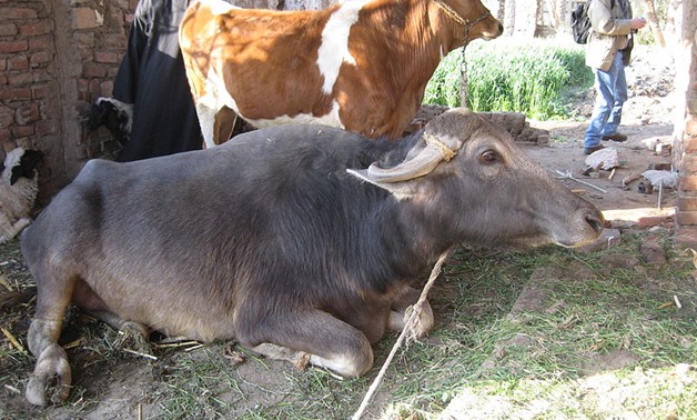 Water buffalo and cow in Egypt- CC via Flickr