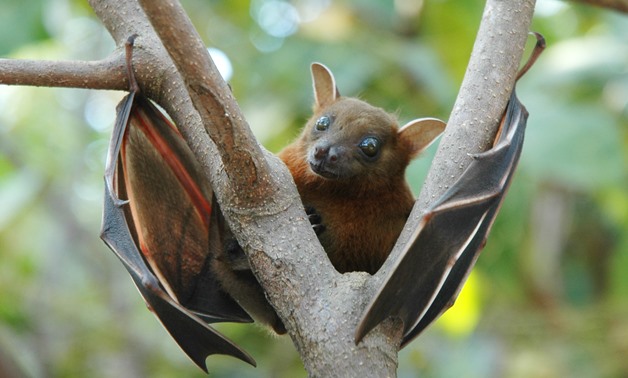 Bat - Wikimedia commons 