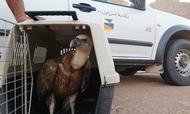 Egypt’s Ministry of Environment saves a griffon vulture (Gyps fulvus)