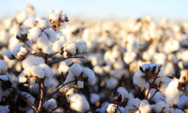  Cotton- Creatice Commons via Wikimedia Commons