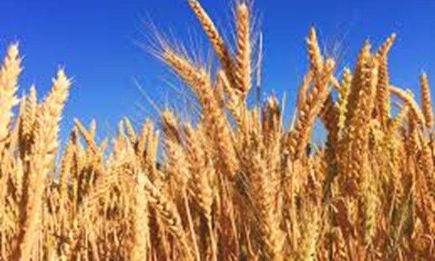 Wheat crops- file photo