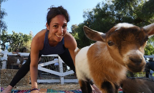 The sound of bleating reverberates in the background as yoga instructor Meridith Lana encourages participants to exhale (AFP Photo/Mark RALSTON)