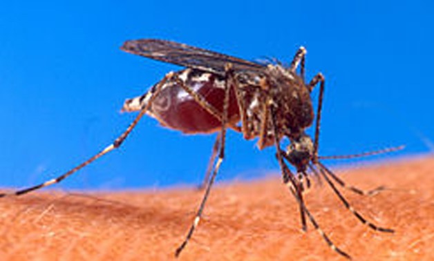 Warmer climate threatens malaria - Creative Commons via Wikimedia