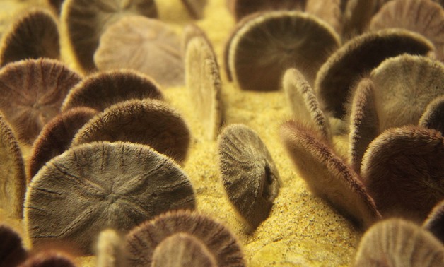 A group of sand dollars in Monterey Bay Aquarium – Creative Commons via Wikimedia 