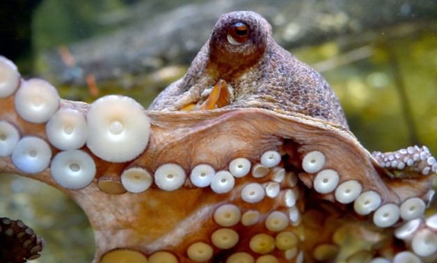 Researchers found the octopus' impressive suction power was thanks to small balls inside the suction cups that line each of their tentacles - AFP/File / LOIC VENANCE