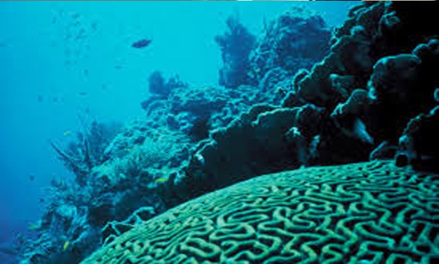 Coral Reef - file photo