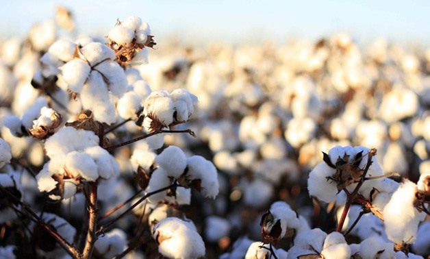 Cotton - CC via Wikimedia Commons/S. Aziz