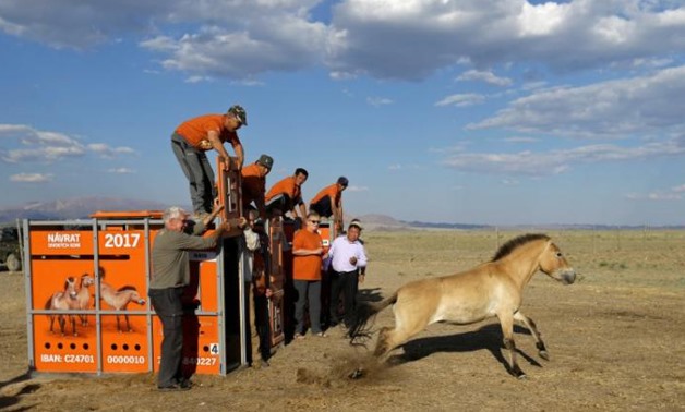 A Przewalski's horse leaves its container after being released in Takhin Tal National Park, part of the Gobi B Strictly Protected Area - REUTERS/David W Cerny