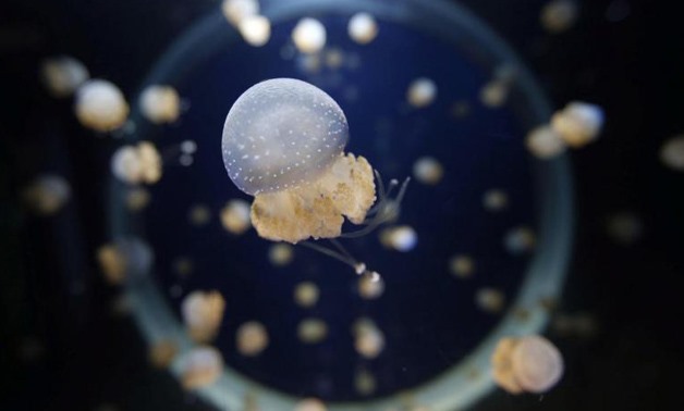 A jellyfish is seen at the aquarium La Rochelle, France, February 12, 2016 - REUTERS