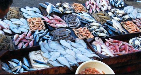 Sea_food_Haven_Alexandria_(Fish_market)_CC_Ferrell_Jenkins.JPG (1)