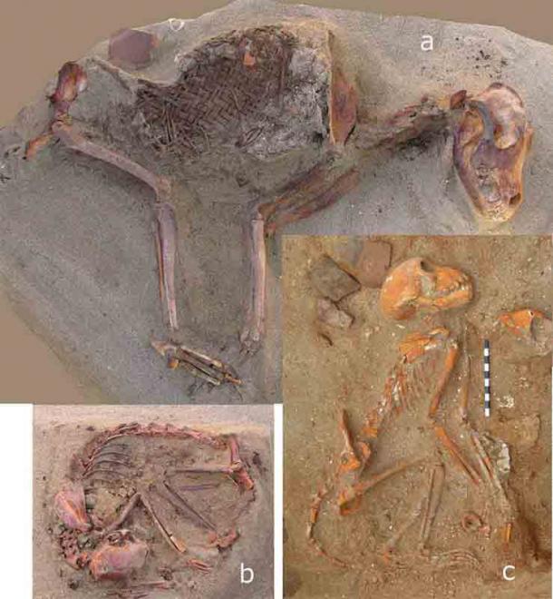 The skeletal remains of pets in Ancient Egypt - Ancient Origins