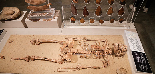 Skeletal remains found in Egypt - ET
