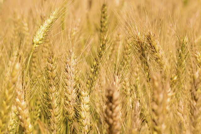 MaxPixel.net-Farmland-Crop-Farm-Grain-Barley-Cereal-Wheat-5011307