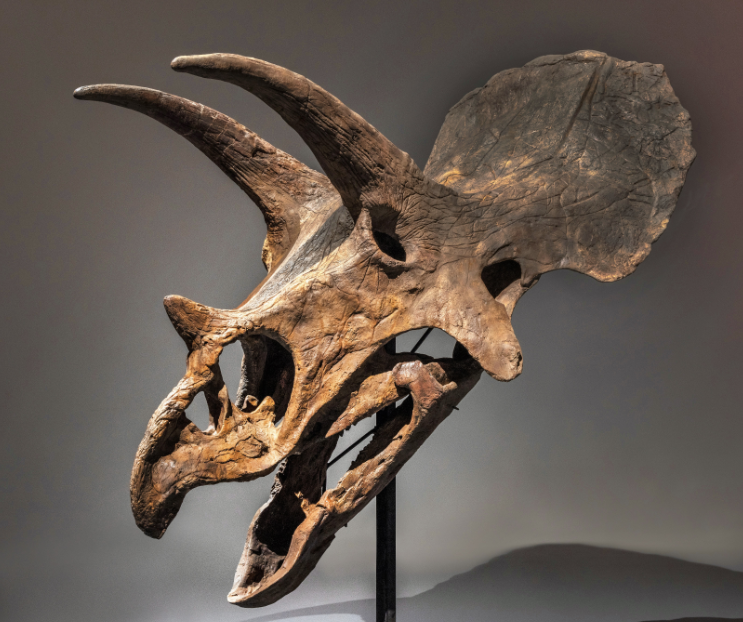 943129-جمجمة-أشهر-ديناصور-للبيع-بـ-350-ألف-دولار