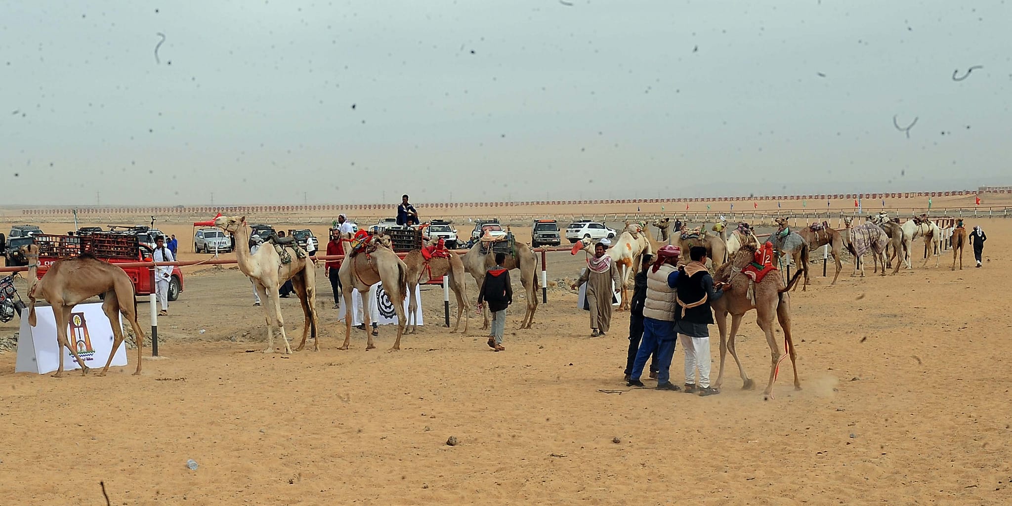 Egypt’s PM inaugurates int’l equestrian club and diverse projects in New Valley 8 Egypt’s PM inaugurates int’l equestrian club and diverse projects in New Valley 8