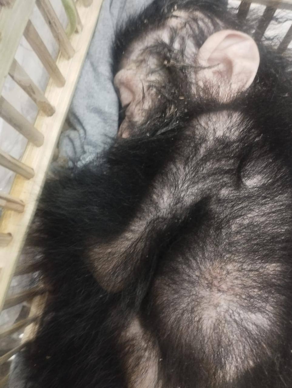 Egypt foils an attempt to smuggle infant chimpanzees and rare reptiles at Cairo airport 3 Egypt foils an attempt to smuggle infant chimpanzees and rare reptiles at Cairo airport 3