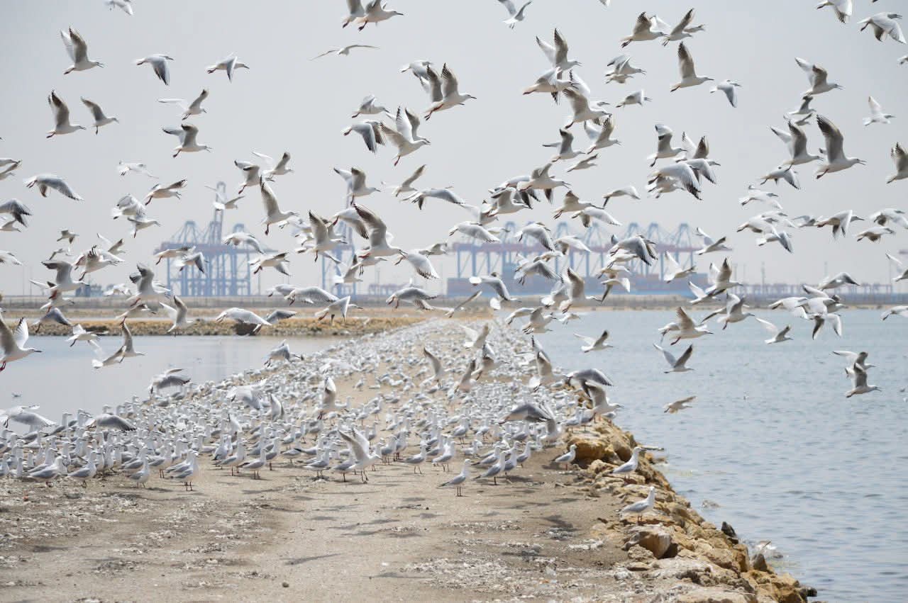 115884-الطيور-في-البحيرة 115884-الطيور-في-البحيرة