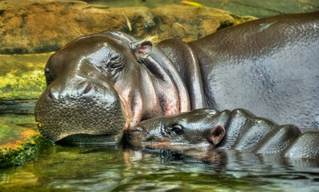 Mother-Baby Bonding of hippo - via Flickr/Schristia