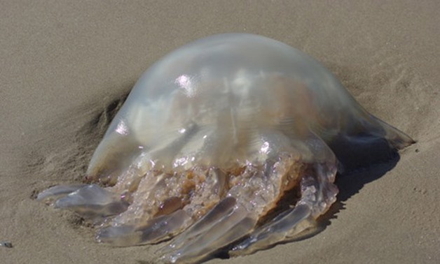 A jellyfish on the Mediterranean shore – Photo by Phil Champion